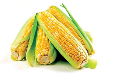 玉米的图片