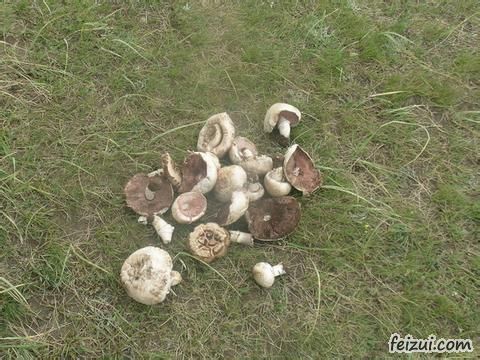 巴音布鲁克蘑菇