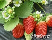 东港草莓