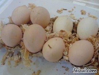 乡城藏鸡蛋