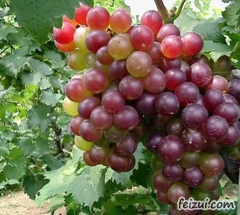 杜集大庄葡萄