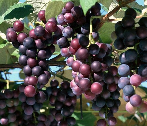 黑石葡萄