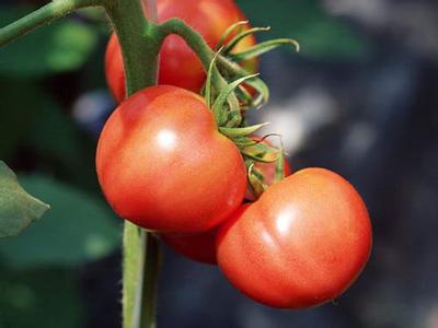 东川番茄