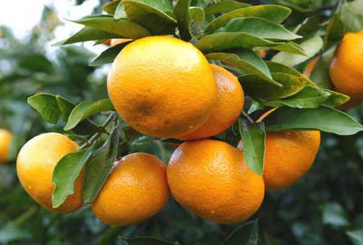 井研柑橘