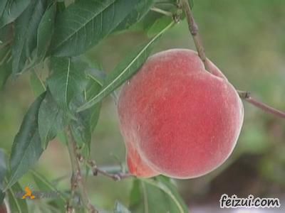 园艺鲜桃