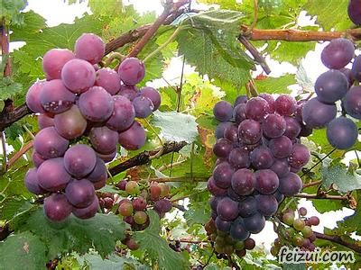 五龙山葡萄