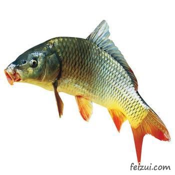 银川鲤鱼