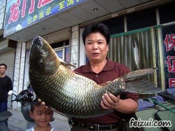 郑州黄河鲤鱼