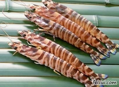 舟山竹节虾