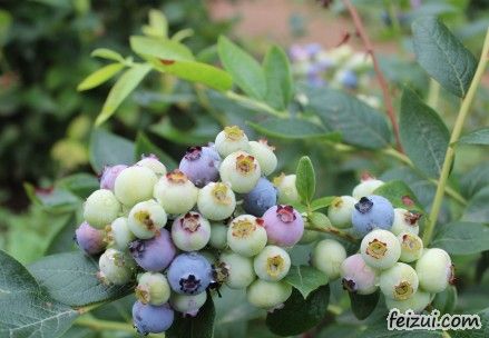 博山蓝莓
